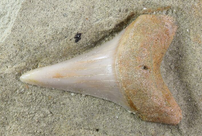 Mako Shark Tooth Fossil On Sandstone - Bakersfield, CA #69002